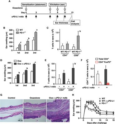 Inactivation of the PD-1-Dependent Immunoregulation in Mice Exacerbates Contact Hypersensitivity Resembling Immune-Related Adverse Events